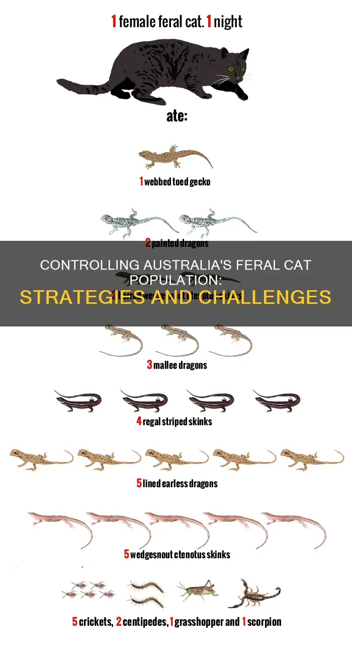 how is the feral cats population held in check australia