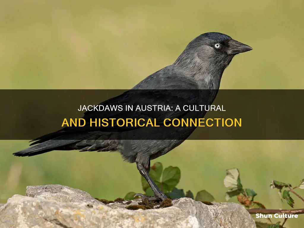 how is the jackdaw related to austria