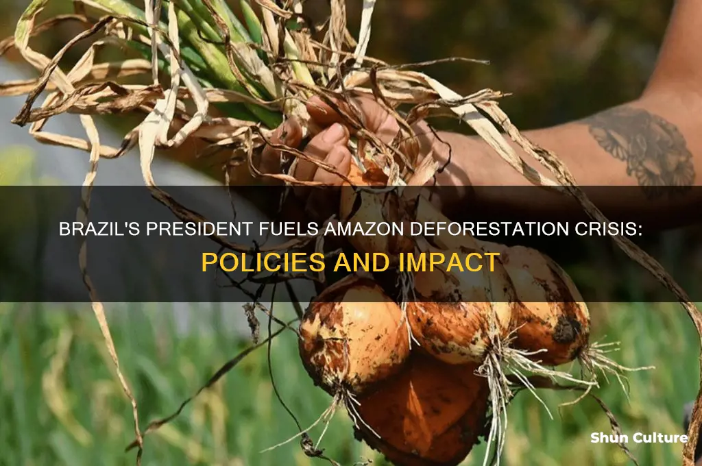 how is the president of brazil making deforestation worse