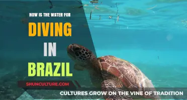 Discover Brazil's Dive Waters: Clarity, Temperature, and Marine Life Explained