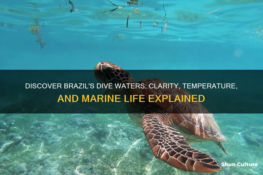 how is the water for diving in brazil