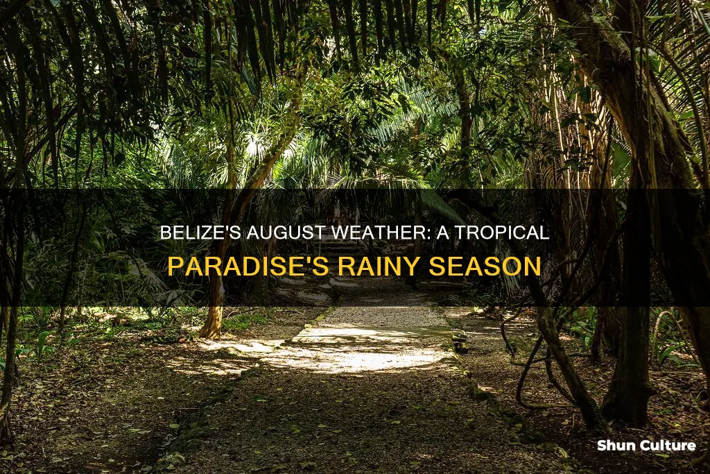 how is the weather in belize in august