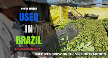Brazil's Timber Industry: Uses, Impact, and Sustainability Practices