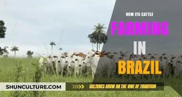 Brazil's Cattle Farming: Challenges, Innovations, and Environmental Impact Explored