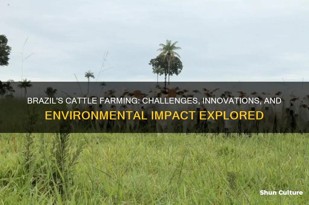 how its cattle farming in brazil