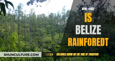 Belize's Rainforest: A Vast Natural Paradise