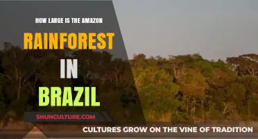 Exploring the Vast Size of Brazil's Amazon Rainforest