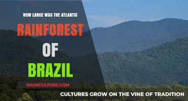 The Vast Atlantic Rainforest: Brazil's Lost Ecological Treasure Unveiled