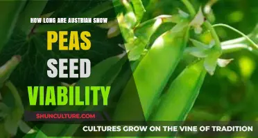 Seed Viability: Austrian Snow Peas' Longevity Explored