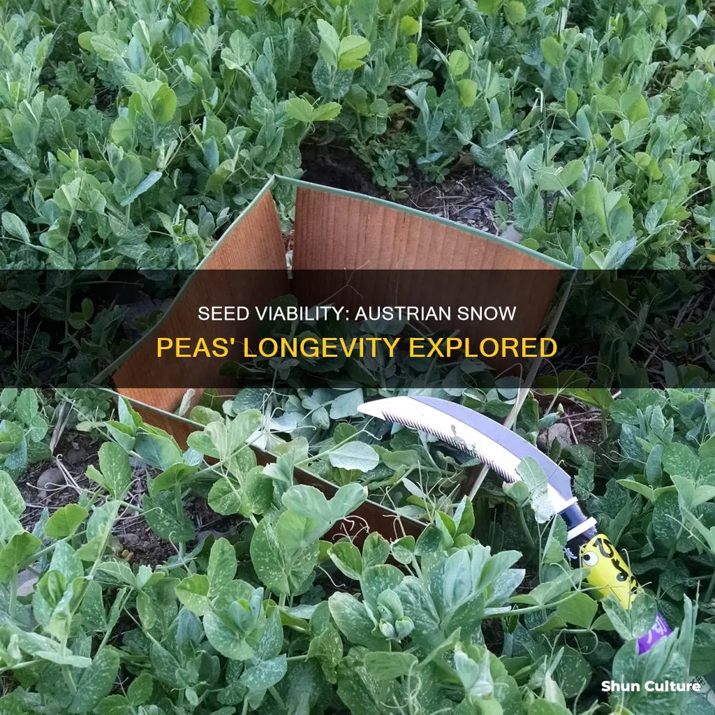 how long are austrian snow peas seed viability