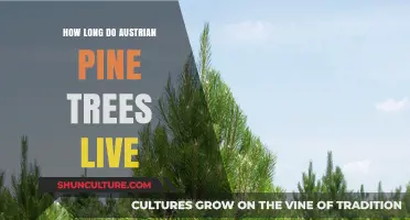 The Longevity of Austrian Pines: Unveiling Nature's Timeless Giants