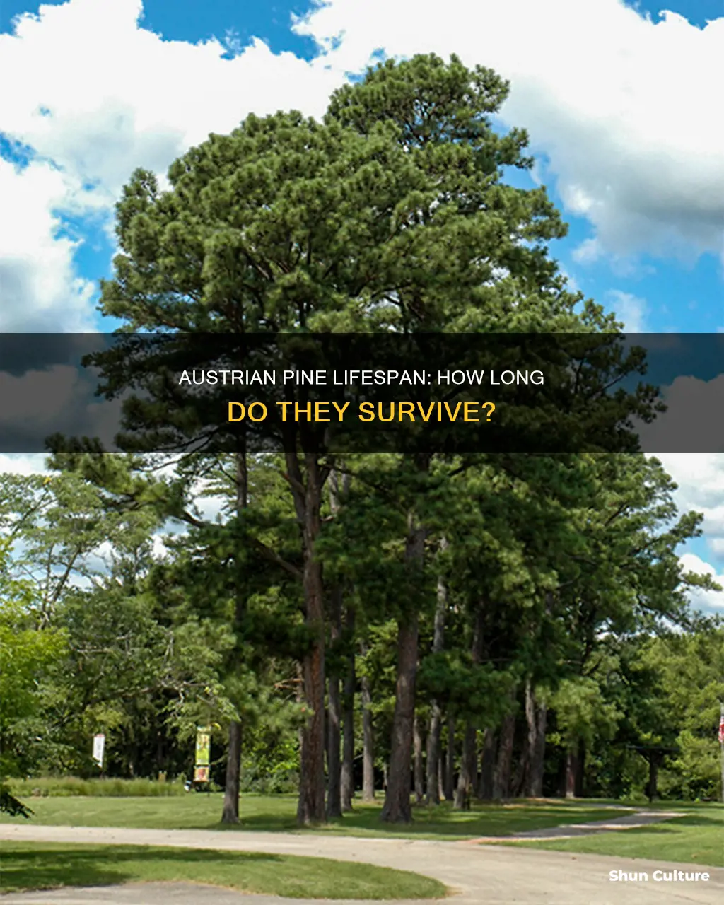 how long do austrian pine trees live