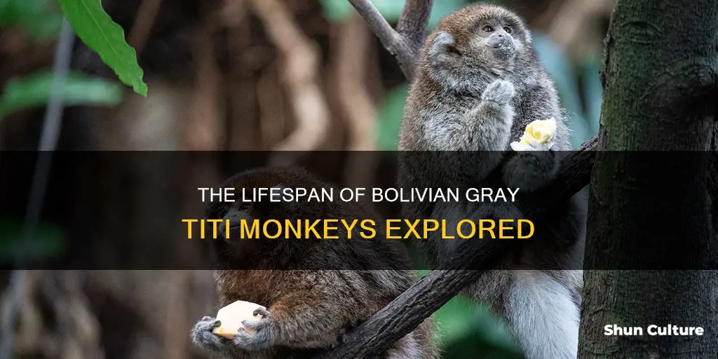 how long do bolivian gray titi monkeys live