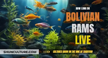 Bolivian Rams: Life Span and Care Guide Essentials