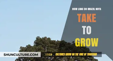 Brazil Nuts Growth Timeline: From Seed to Harvest Explained