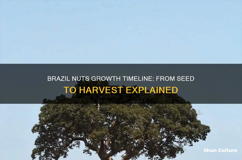 how long do brazil nuts take to grow