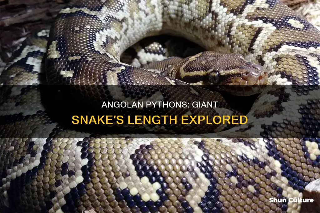 how long does a angolan python get