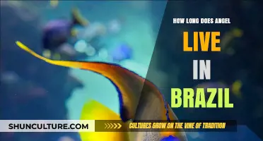 Angel's Lifespan in Brazil: Uncovering the Surprising Truth