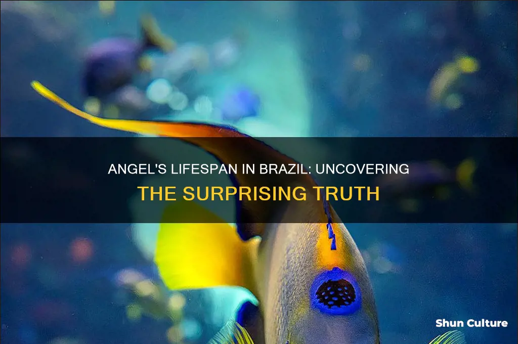 how long does angel live in brazil