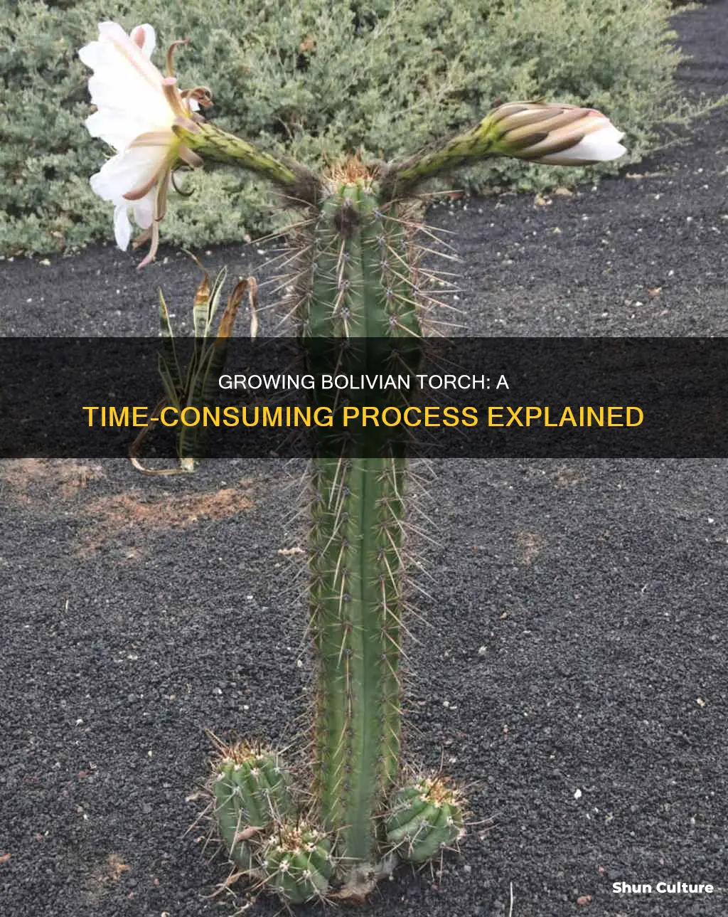 how long does bolivian torch take to grow