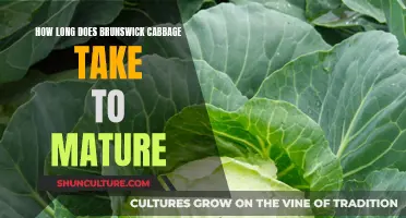 Brunswick Cabbage: Maturing Time