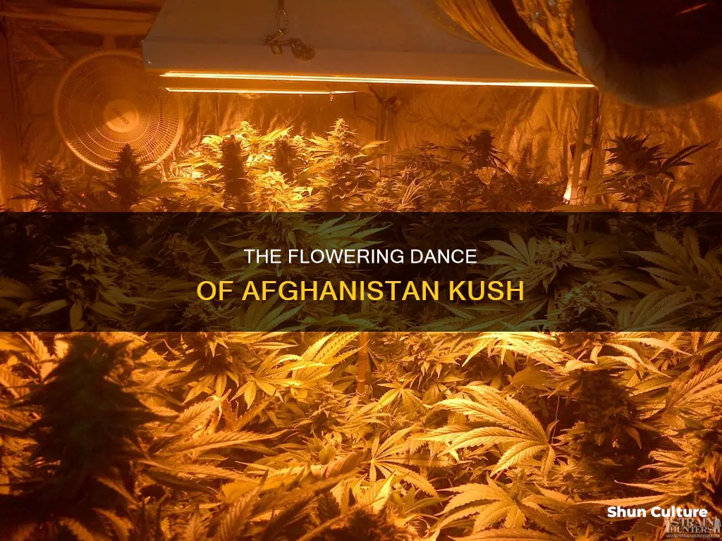 how long does it take for afghanistan kush to flower