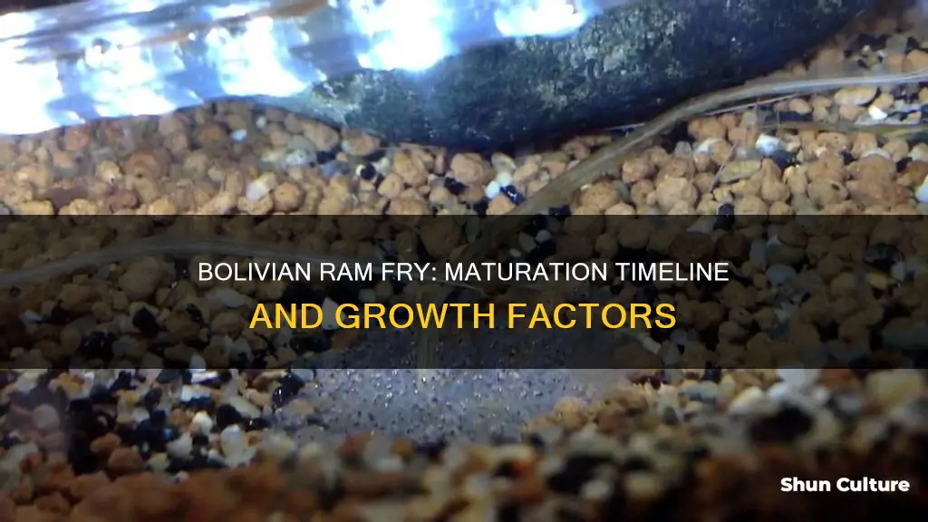 how long for bolivian ram fry to mature