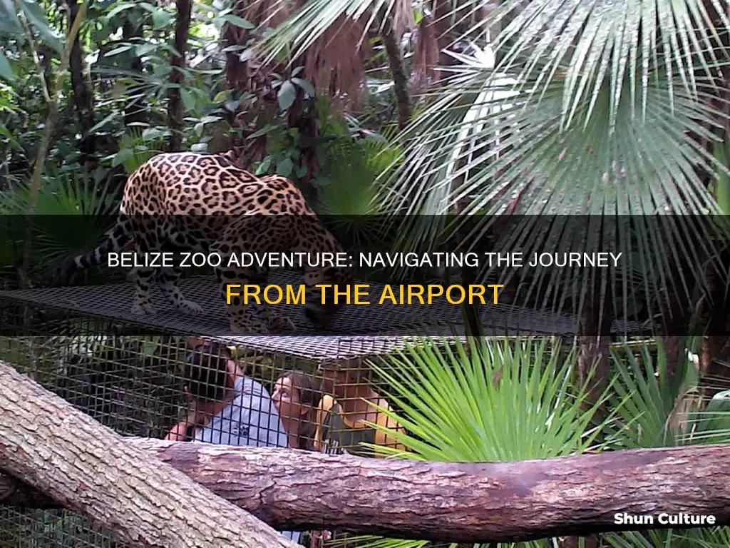 how long from belize airport to belize zoo