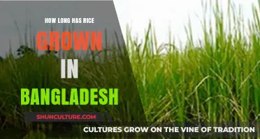 Bangladesh's Ancient Rice Legacy: A Historical Cultivation Journey