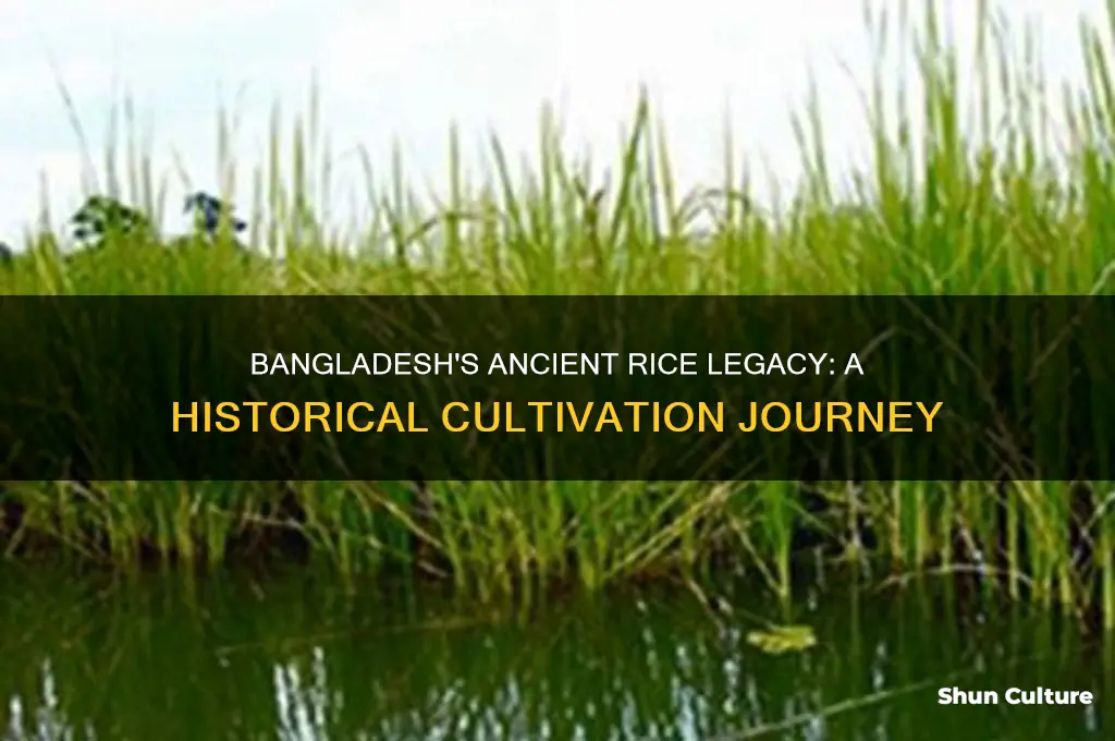 how long has rice grown in bangladesh