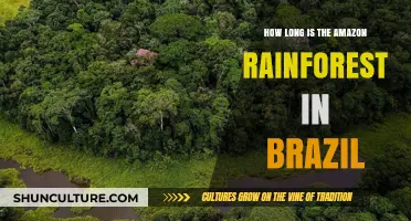 Exploring the Vast Amazon Rainforest's Length in Brazil