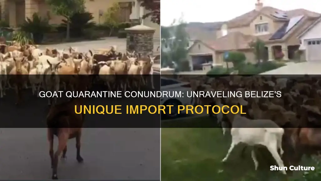 how long is the quarantine for bringing goats into belize