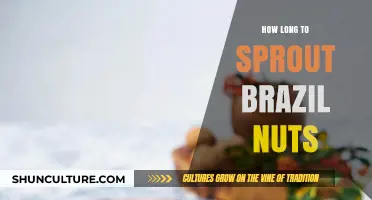 Sprouting Brazil Nuts: Timeframe and Tips for Successful Growth