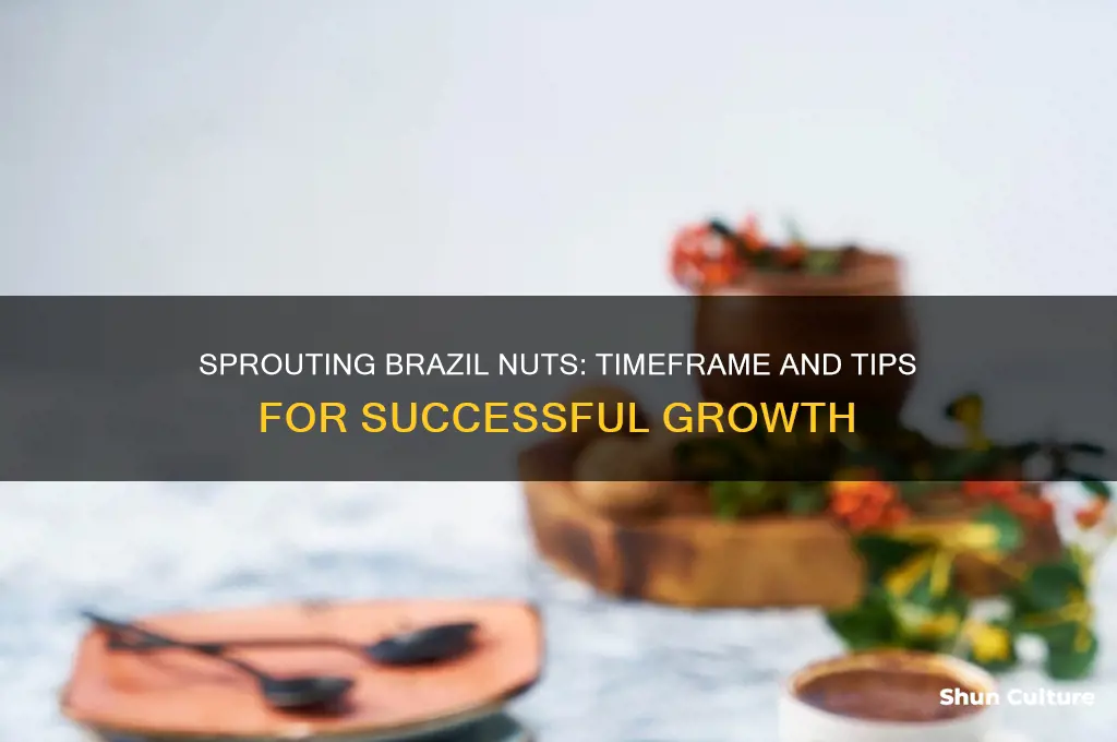 how long to sprout brazil nuts