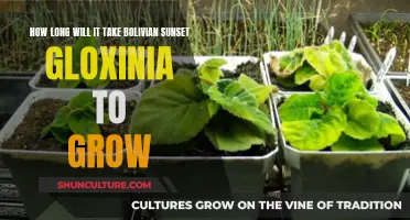 Bolivian Sunset Gloxinia: A Growth Timeline Guide