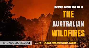 Australian Wildfires: Devastating Loss of Wildlife