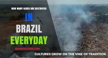 Daily Deforestation in Brazil: Acres Lost and Environmental Impact