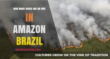 Amazon Rainforest Blazes: Acreage of Brazil's Burning Wilderness Revealed