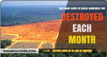 Brazil's Rainforest Loss: Monthly Acreage Destroyed and Its Impact