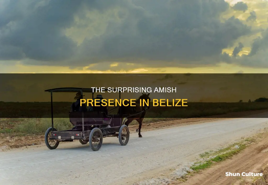 how many amish in belize