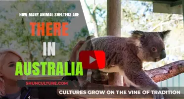 Animal Shelters in Australia: How Many Exist?