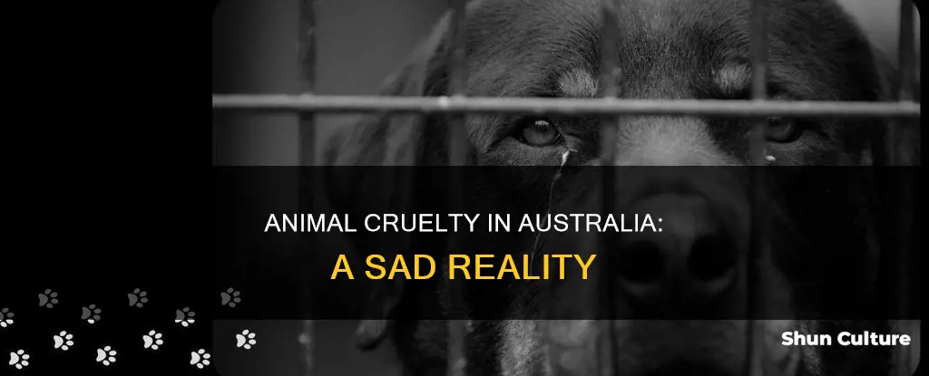 how many animals are abused in australia
