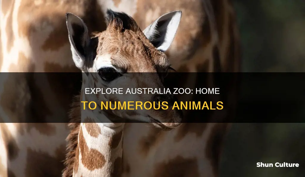 how many animals are at australia zoo
