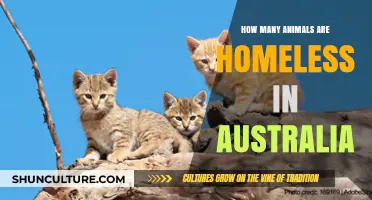 Australia's Stray Animals: A Population Crisis