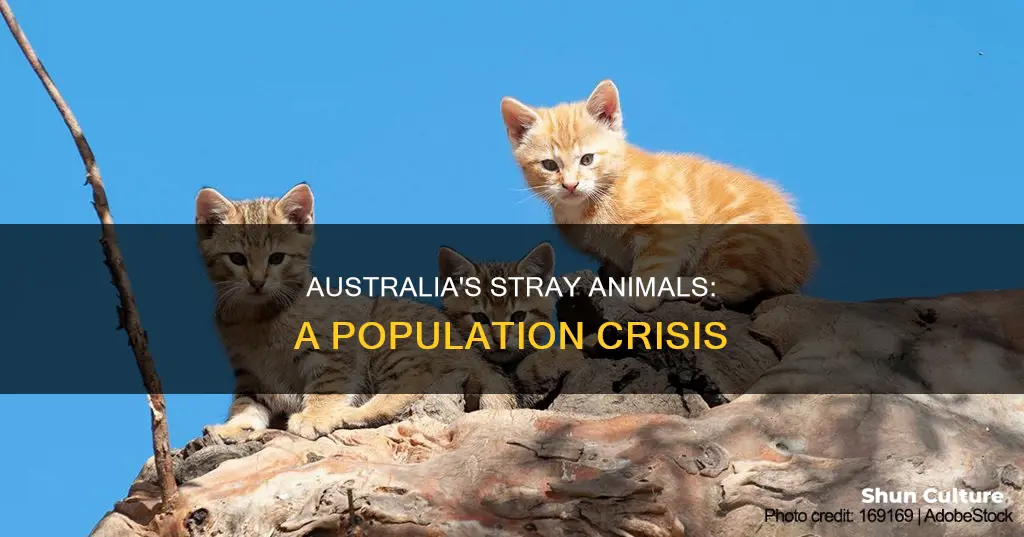 how many animals are homeless in australia