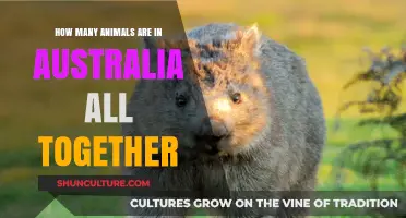 The Land Down Under: A Wildlife Extravaganza