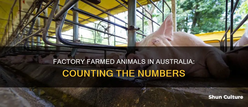 how many animals are in factory farms in australia