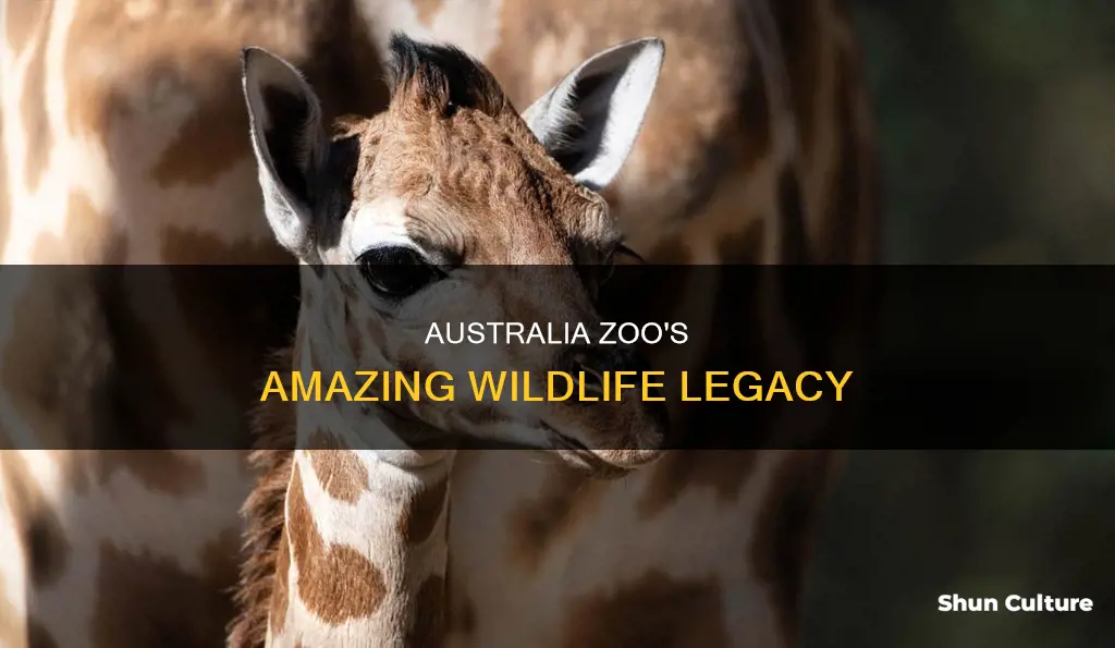 how many animals are in the australia zoo steve irwin
