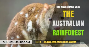 The Rainforest's Rich Wildlife Diversity in Australia