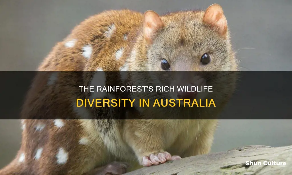 how many animals are in the australian rainforest